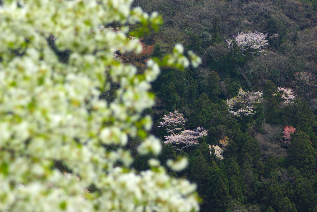 武田尾の桜