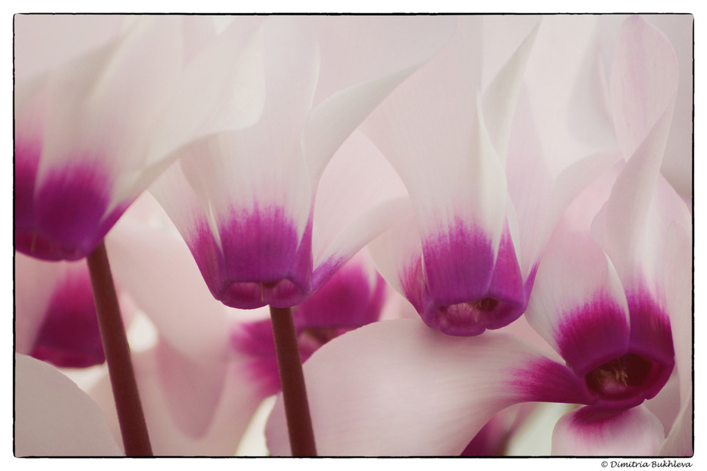 Cyclamen Flowers for Affection