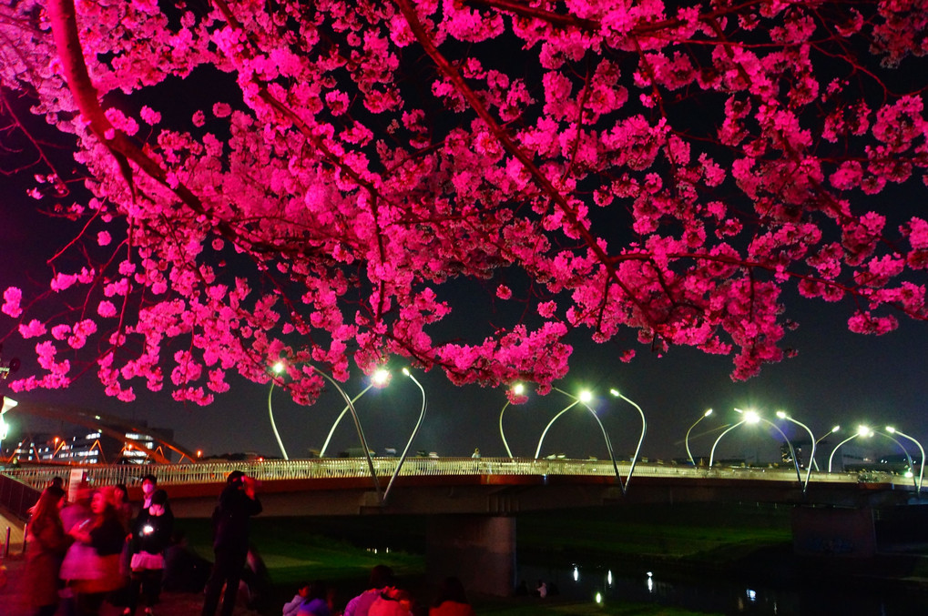 鶴見川の夜桜(1)