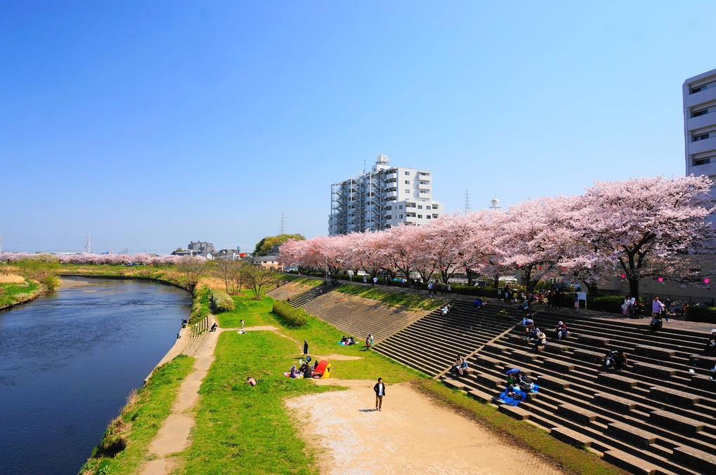 鶴見川の桜（昼）