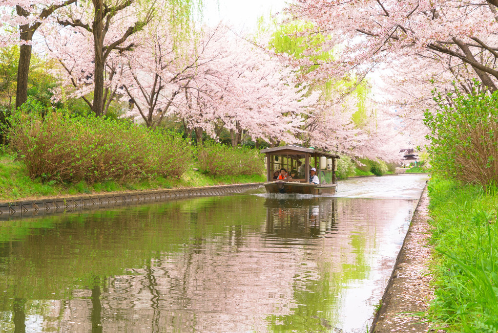 せやっ！春の京都に行こう！