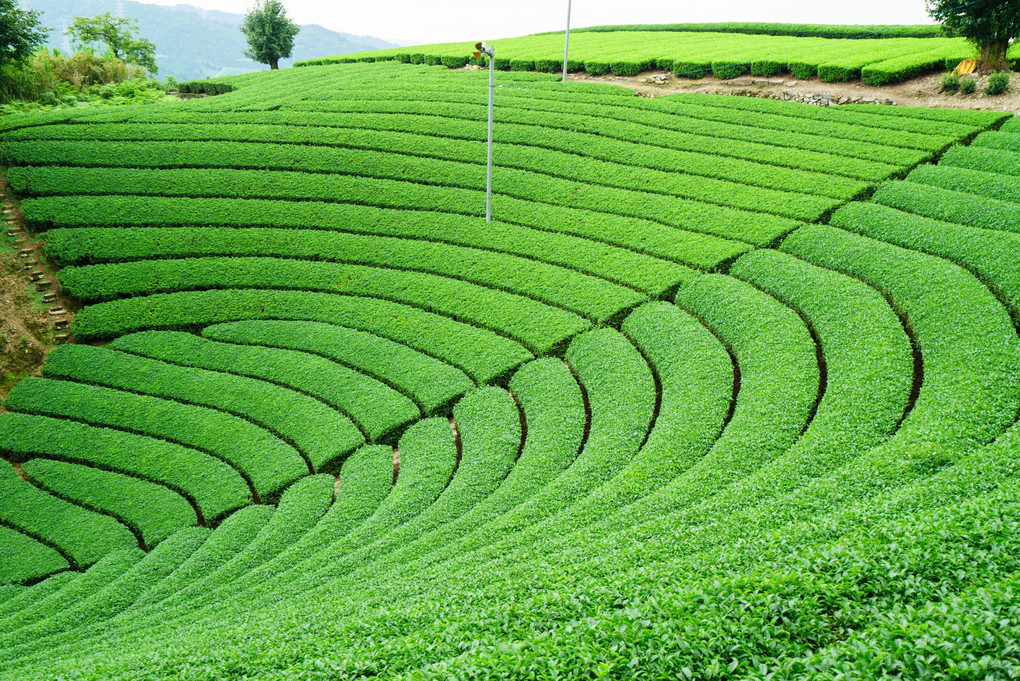 宇治茶の郷 和束の茶畑