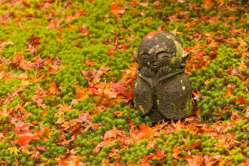 京都、秋 ～瑠璃光院と圓光寺を訪れて