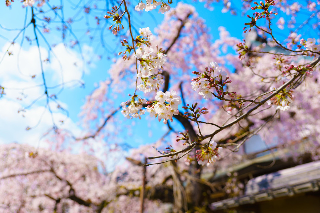 Nara　桜　Trip
