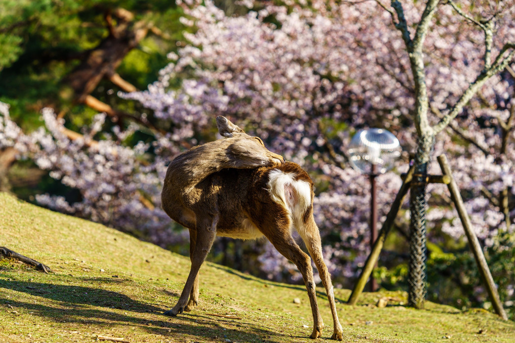 Nara　桜　Trip