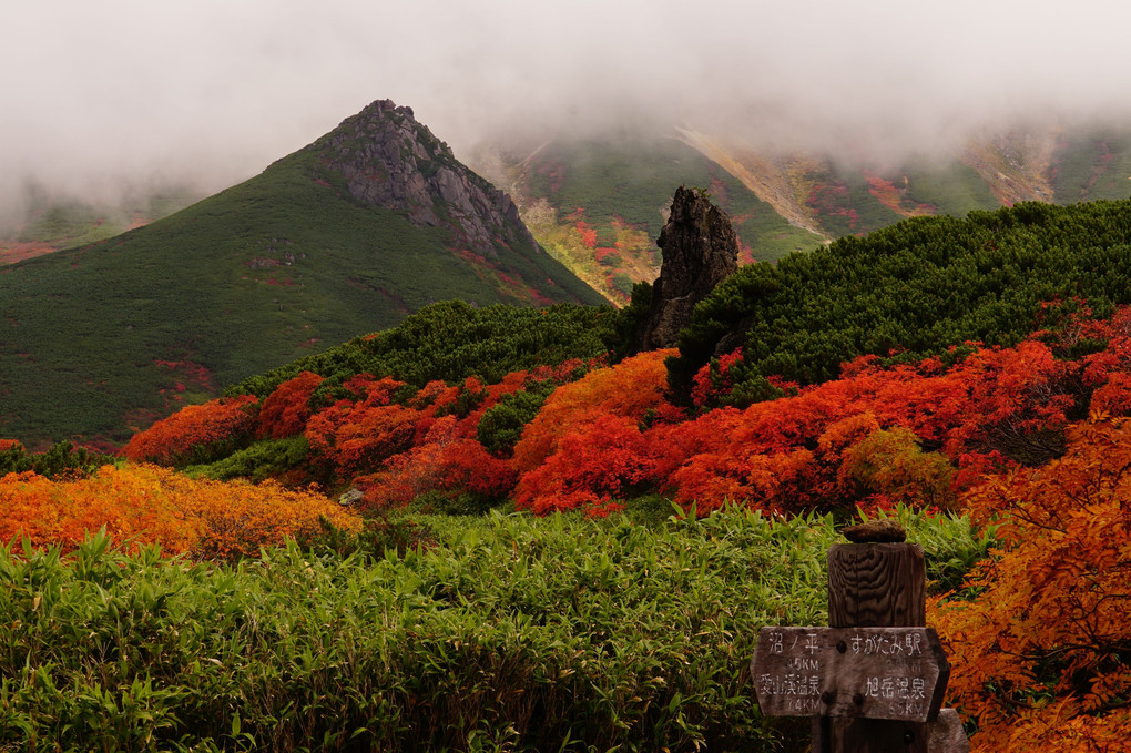 旭岳と裾合平の秋