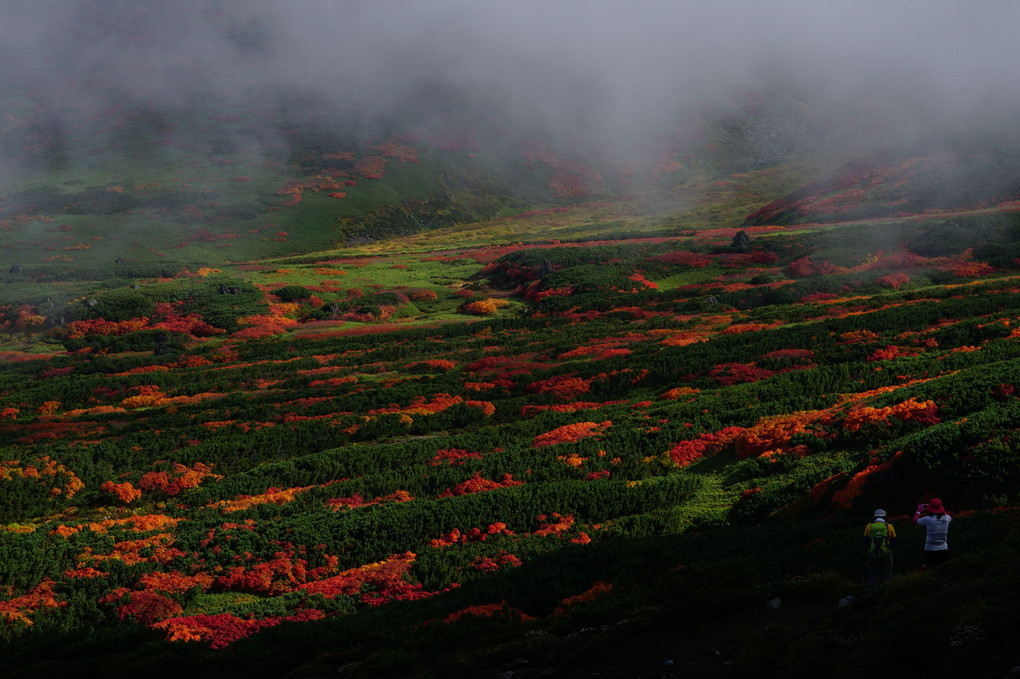 旭岳と裾合平の秋