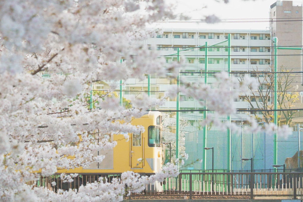 春を纏う黄色い電車