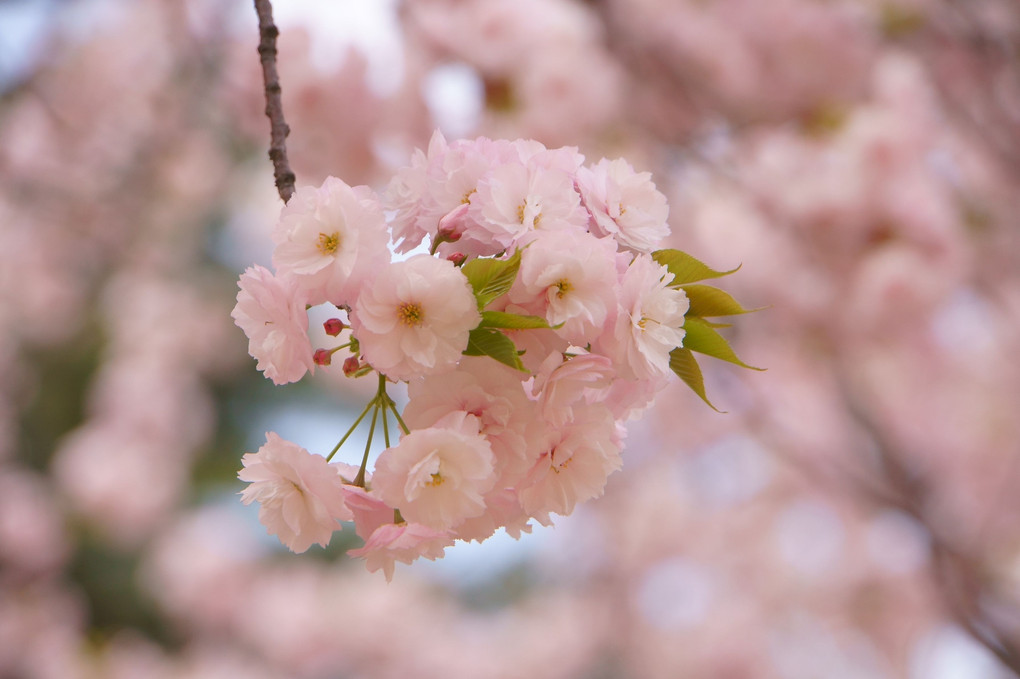 八重桜が咲き誇る・・