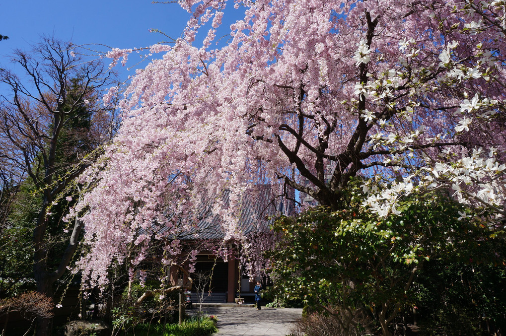 桜 散歩 仙台