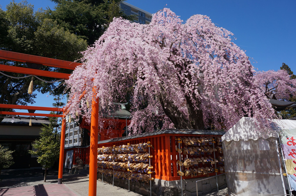 桜 散歩 仙台