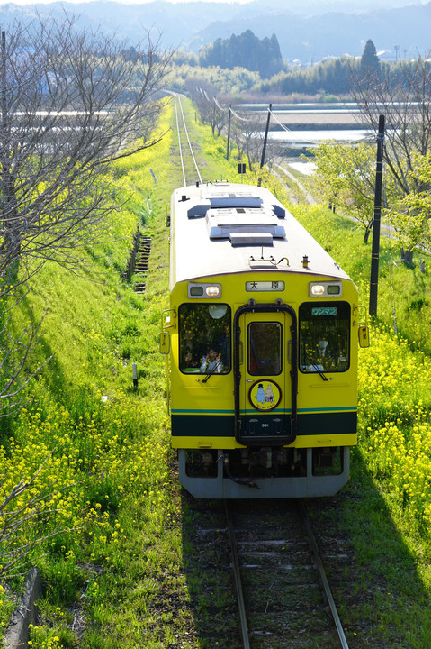 黄色の鐵路
