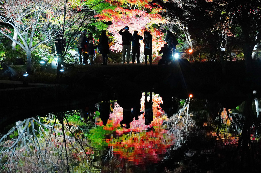昭和記念公園：ライトアップ最終日