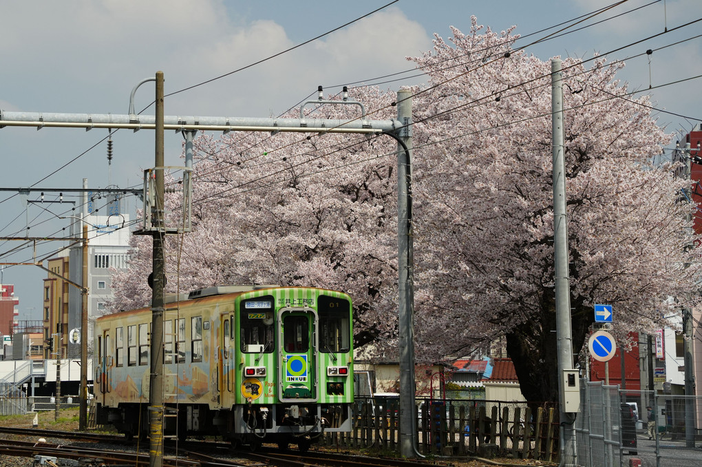 桜は北関東へ