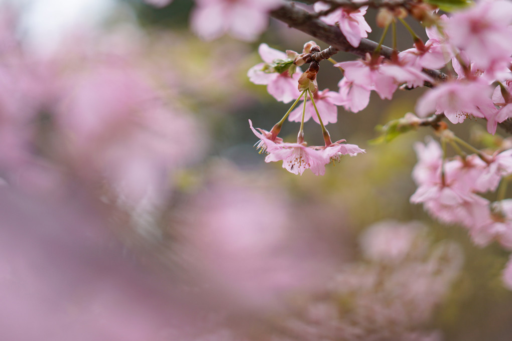 フジクラデンキ　α撮影会・春を感じに行こう！  桜