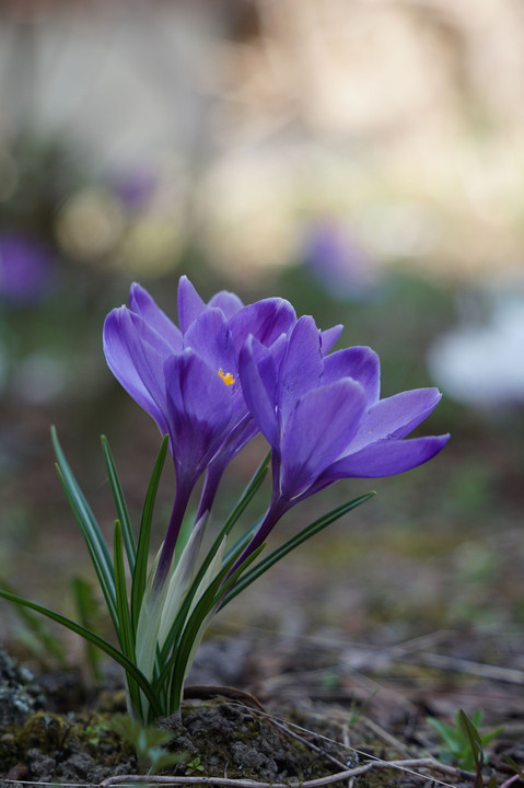 春の花…クロッカス
