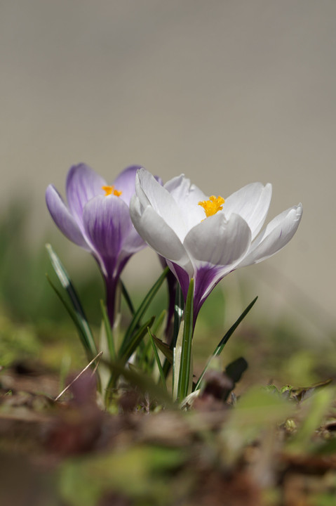 春の花…クロッカス
