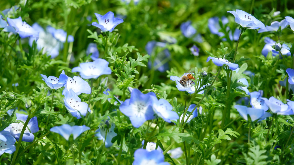 神戸布引ハーブ園の花と蜂