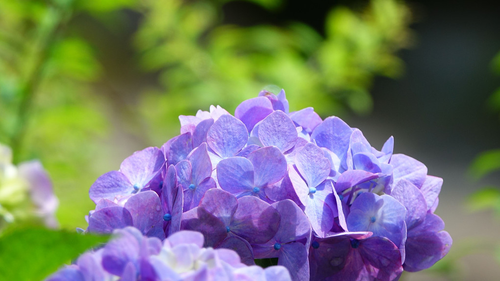 国営明石海峡公園の紫陽花