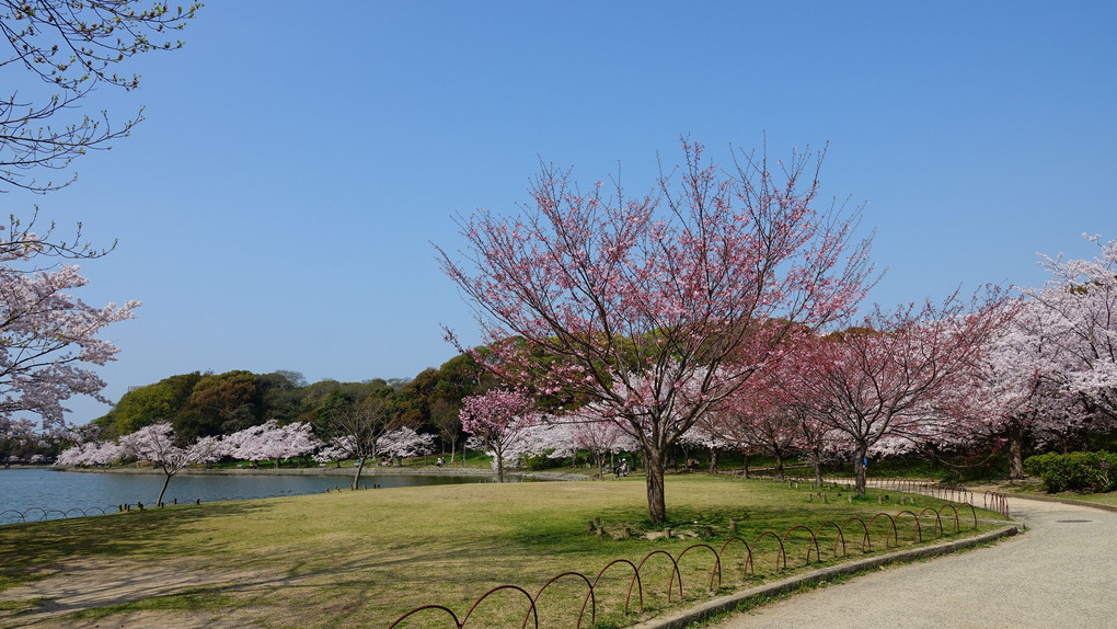 見頃の明石公園の桜