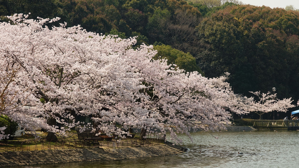 見頃の明石公園の桜