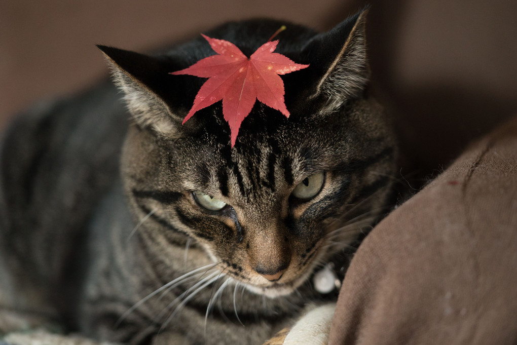 猫と秋