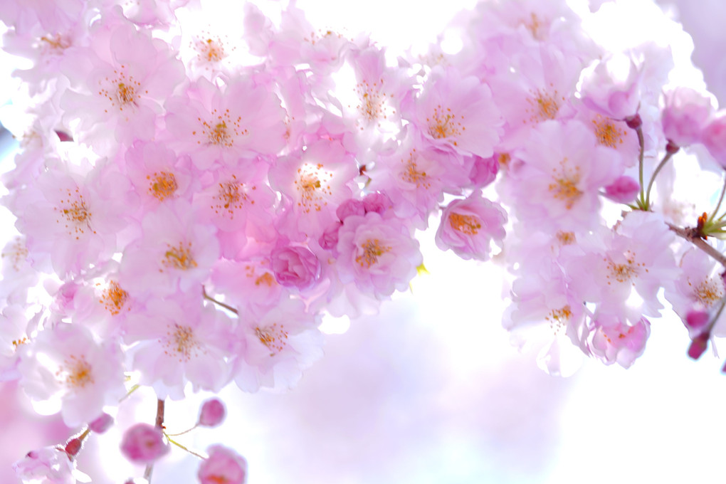 桜色々