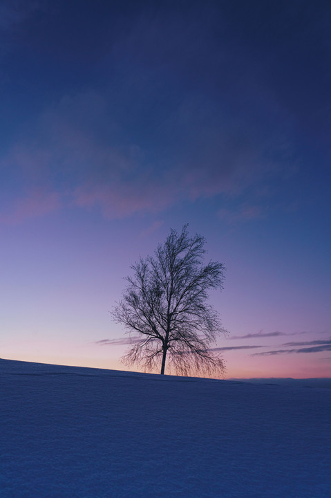 冬の旅　～美瑛　Blue＆ Whiteの世界～　#カレンダー2024　