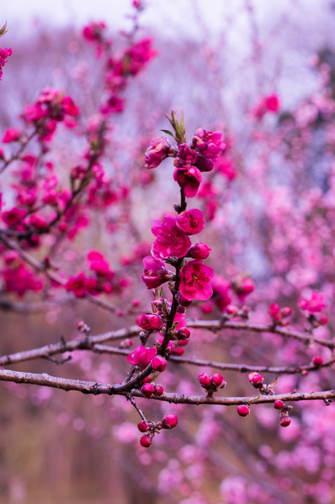 桃と桜はどこが違う？