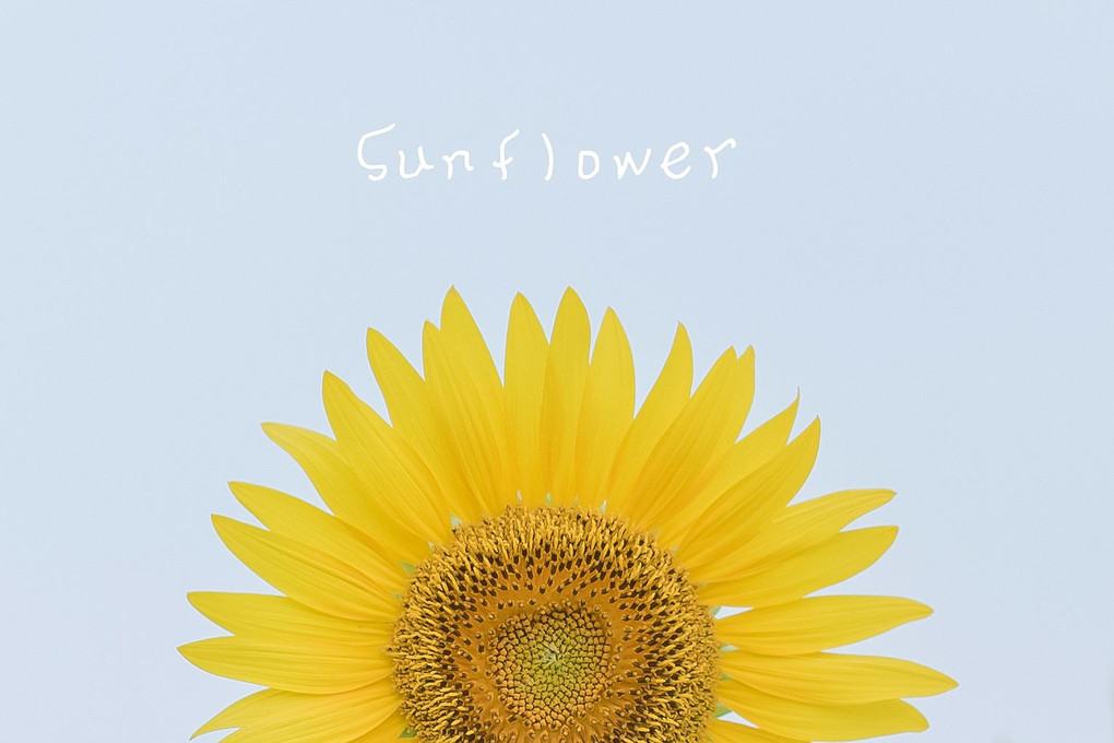 Sunflower hill