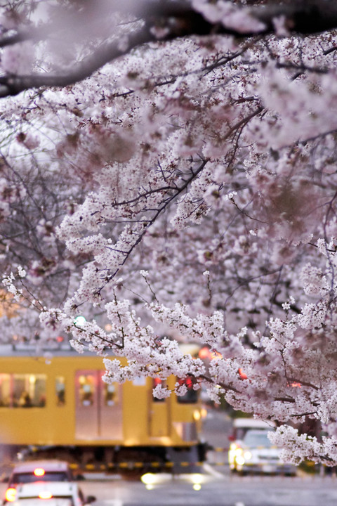 桜と黄色い電車 2019