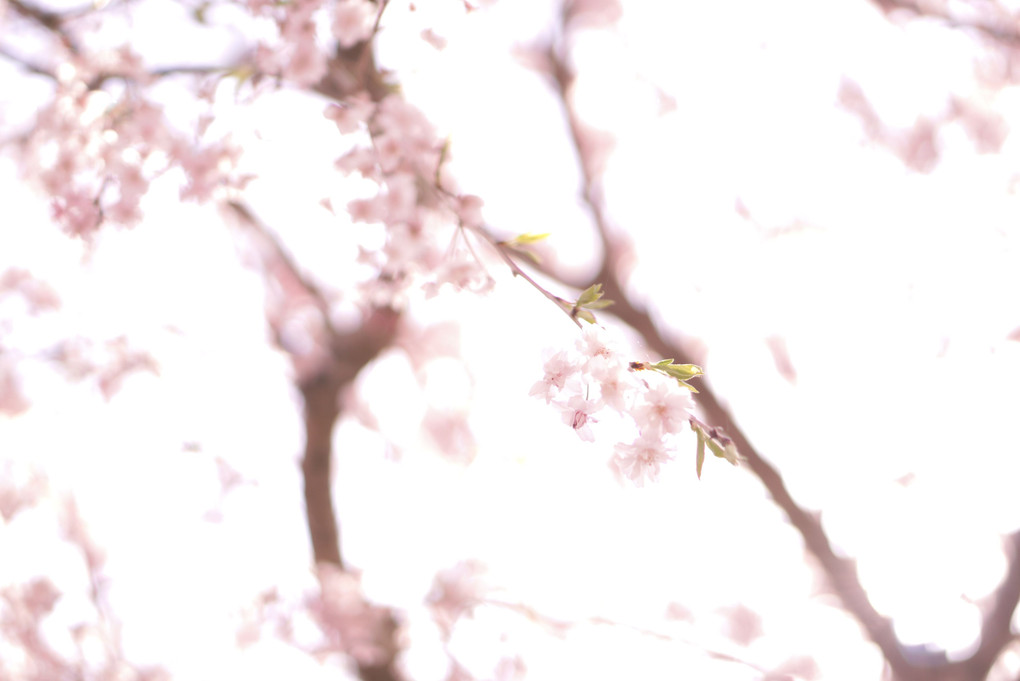 風に舞う枝垂れ桜