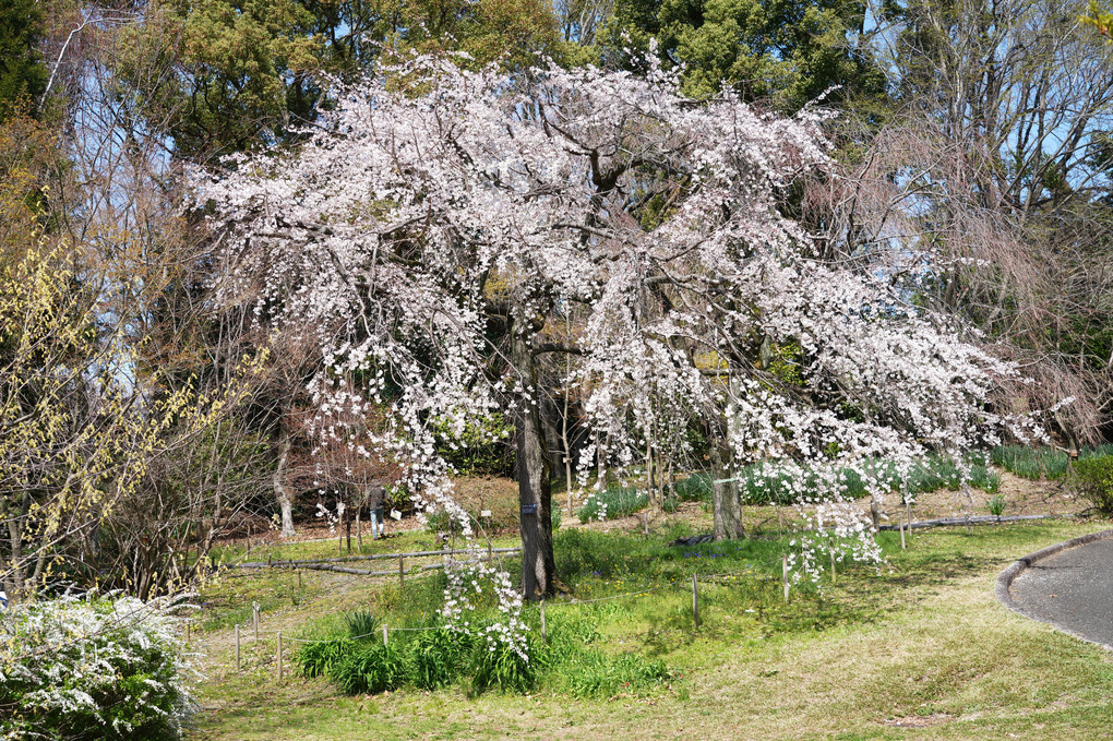 満開の枝垂れ桜と…対峙する