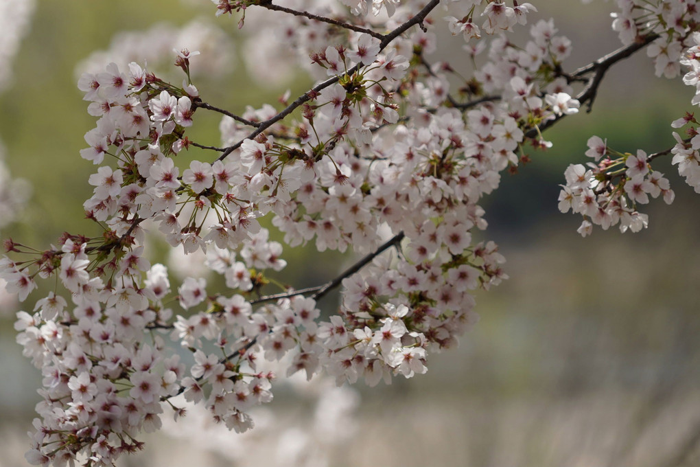 桜満開の「背割提さくらまつり」です。