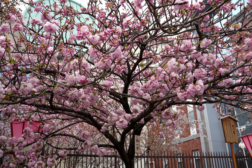 桜風景① 令和6年「造幣局桜の通り抜け」です。