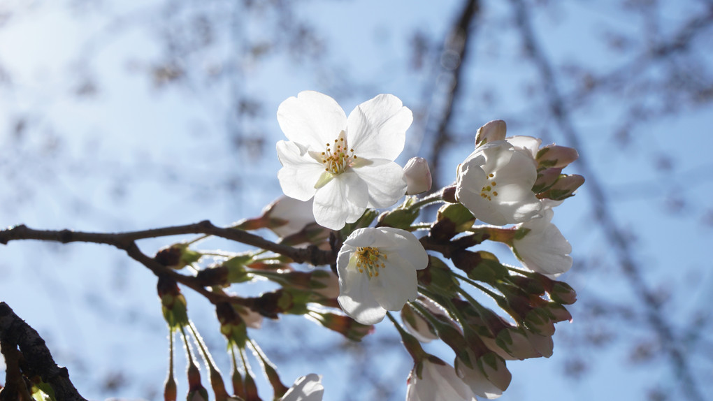 本日の桜の状況（2015年3月26日）