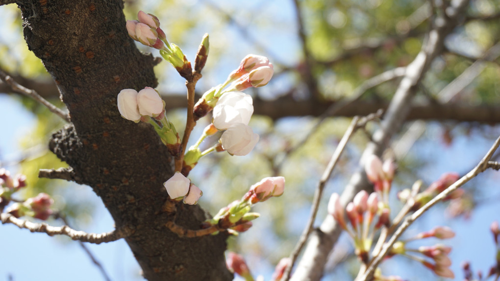 本日の桜の状況（2015年3月26日）