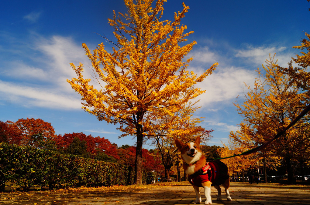 日本晴れの秋見つけた！
