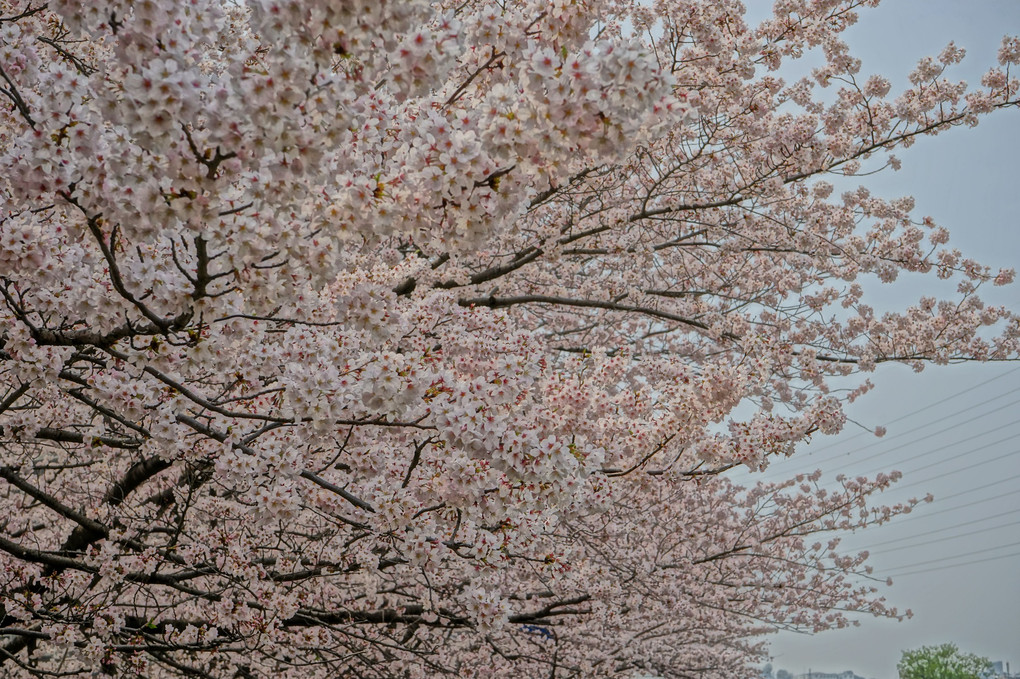 満開の桜の下で