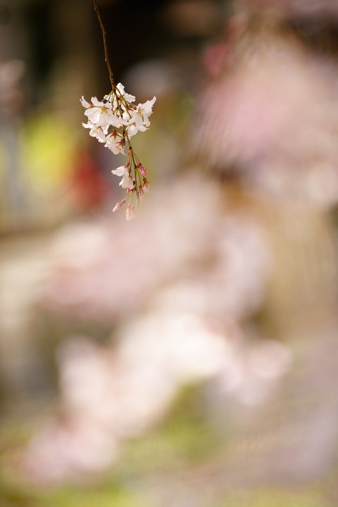 東郷寺の花見