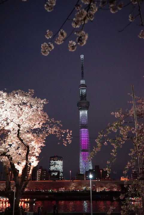 隅田川で夜桜とスカイツリー