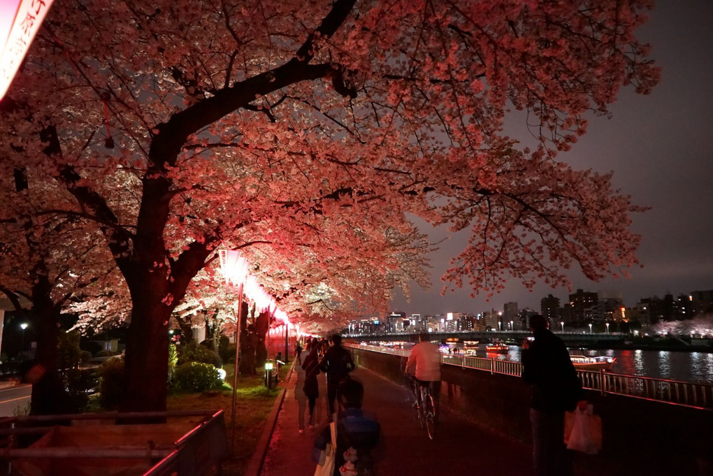 夜桜@隅田川