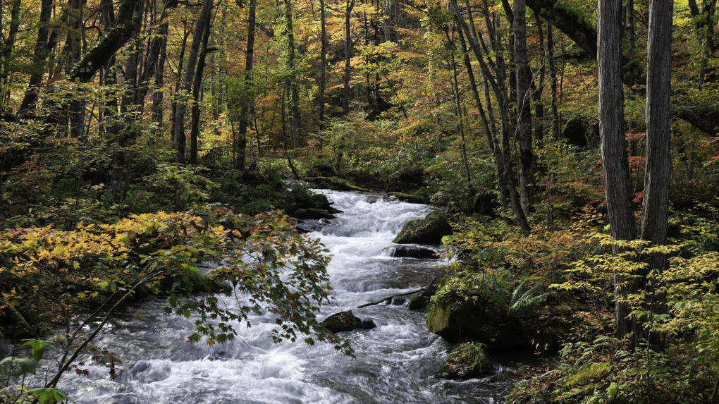 秋の奥入瀬渓流