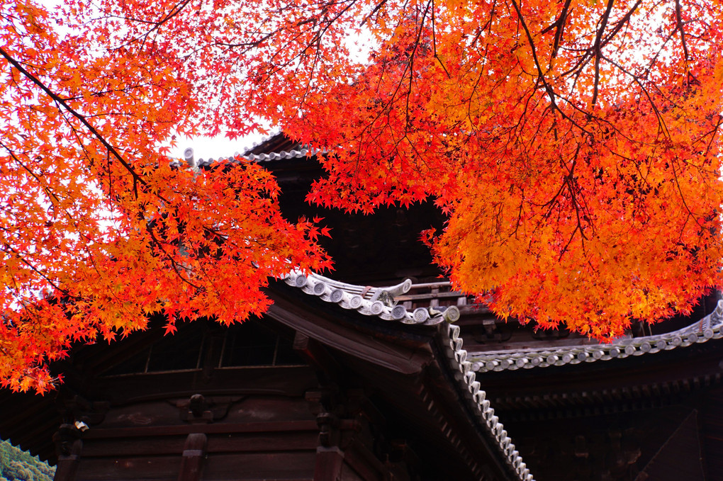 京都の寺院　紅葉門