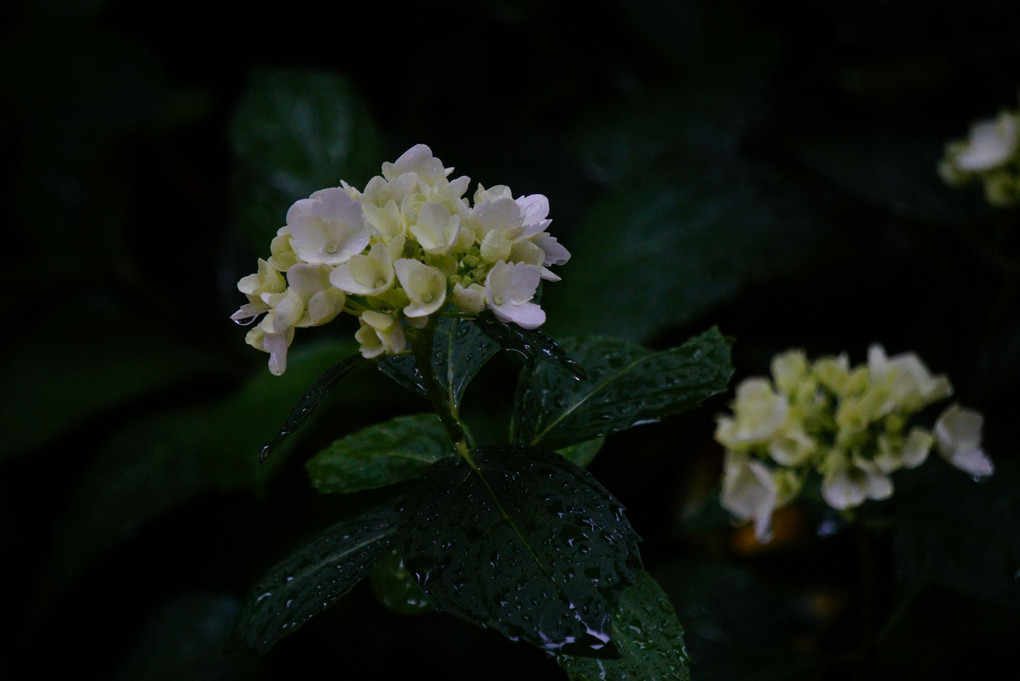 雨に濡れた花