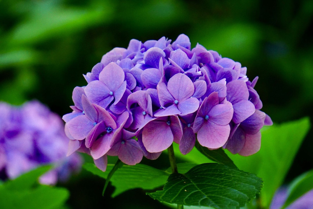 名残りの紫陽花