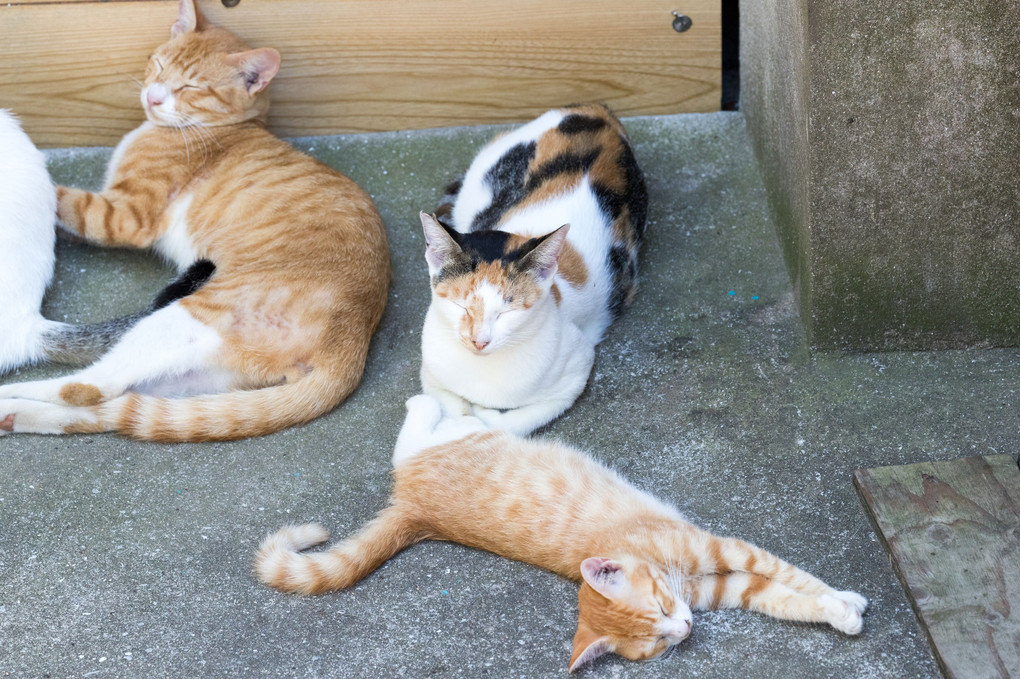 男木島の猫たち