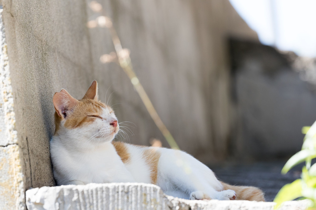 男木島の猫たち