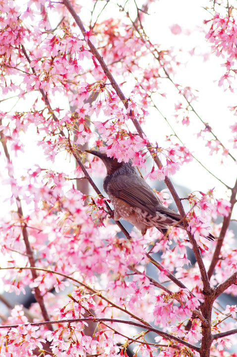 桜と鳥と
