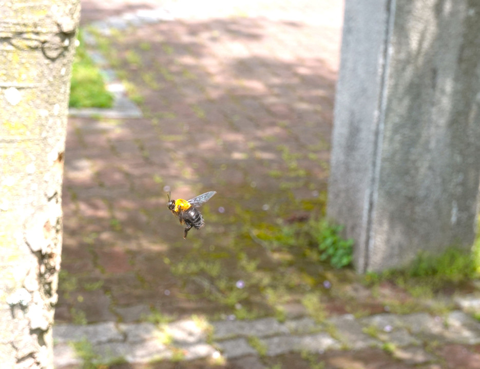 藤棚の周りで飛ぶハチ